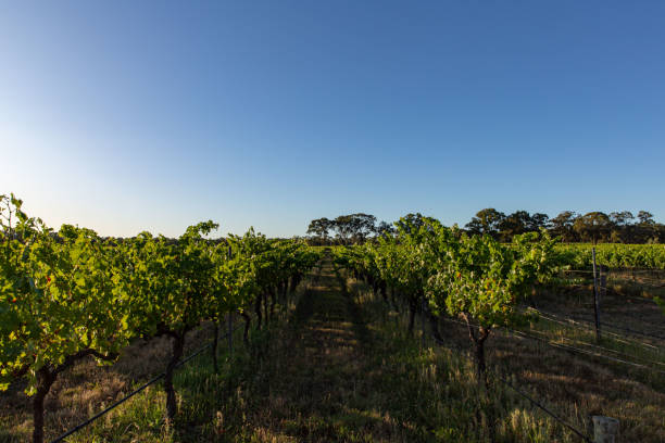 istock First Light of Day over Expansive Vineyard 1814044399