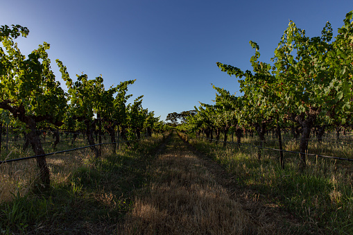 Rows of grapevines in late spring