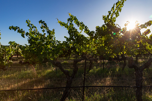 Golden Sunset Rays Filtering Through Vineyard Leaves, Signifying Prosperous Winery Growth