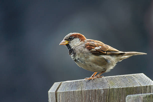 Sparrow stock photo