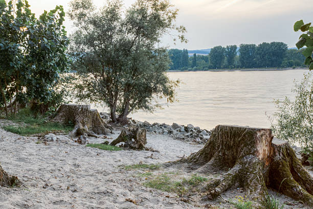 some sawed trees riverside stock photo