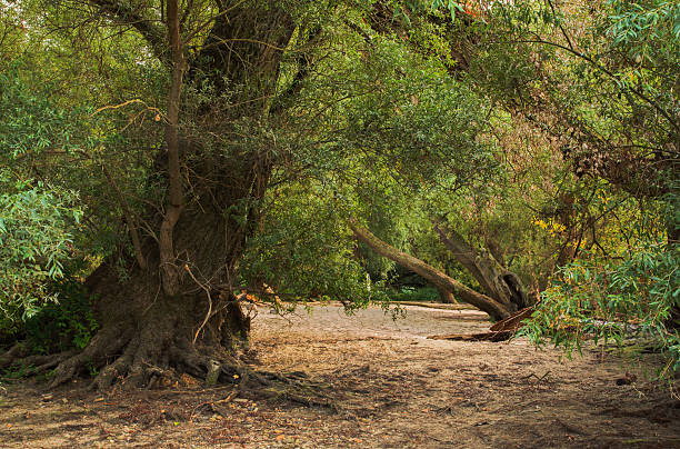 Old trees at the beach stock photo