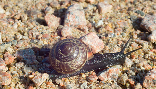 Small brown snail stock photo