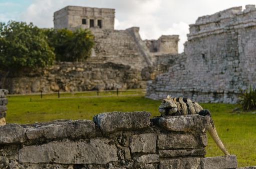 Iguana lizard in ancient Mayan ruins in the archaeological zone near Yucatan, Mexico