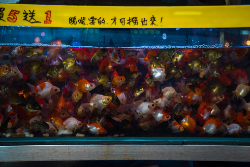 Various of fish are sold in aquarium at a fish market in Hong Kong