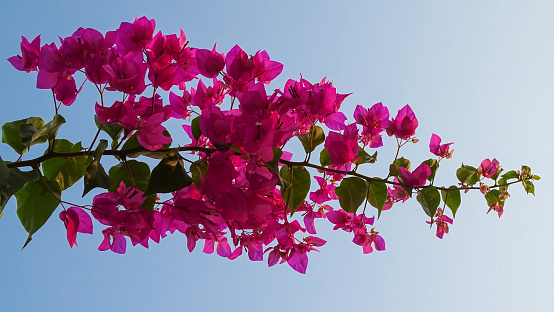 A Bougainvillea plant is a stunning, evergreen climbing shrub native to South America, known for its vibrant and colorful bracts that provide a brilliant display in gardens and landscapes. Bougainvillea glabra, Colorful tropical bougainvillea, Colorful tropical bougainvillea,