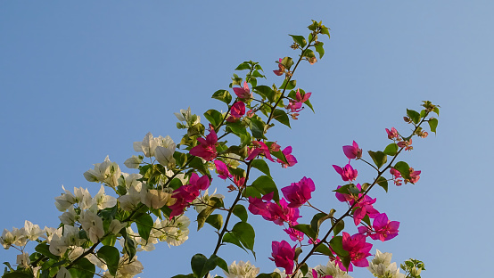 Pretty pink flowers of a Prunus tree in springtime with a clear blue sky background.