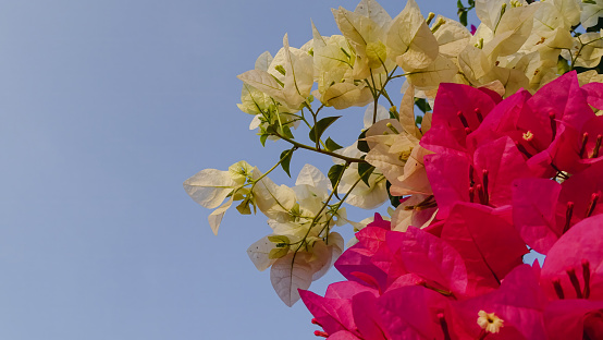 A Bougainvillea plant is a stunning, evergreen climbing shrub native to South America, known for its vibrant and colorful bracts that provide a brilliant display in gardens and landscapes. Bougainvillea glabra, Colorful tropical bougainvillea, Colorful tropical bougainvillea,