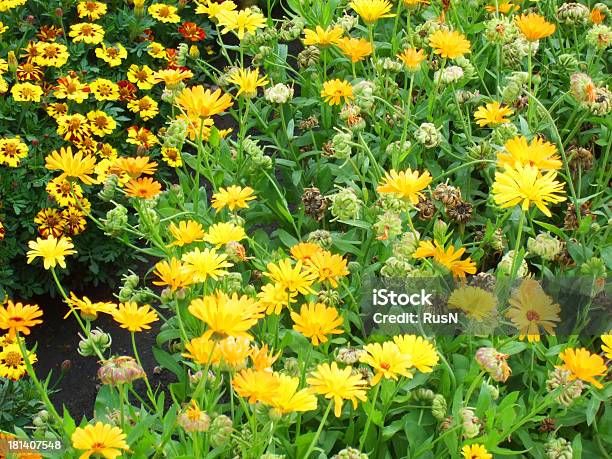 Flores - Fotografias de stock e mais imagens de Ao Ar Livre - Ao Ar Livre, Beleza natural, Botânica - Ciência de plantas