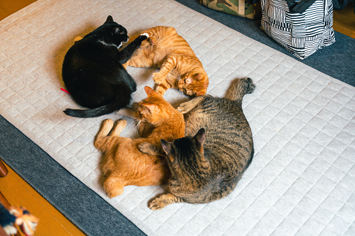 Cats flocking to Underfloor Heating.
