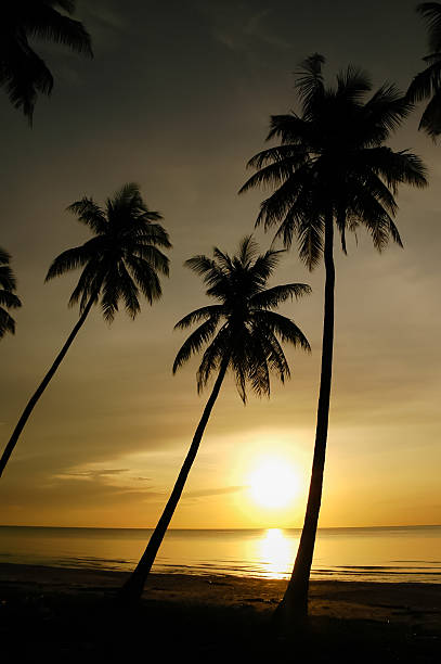 istock Plam trees and sky in morning 181409465