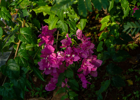 Confetti flower (bougainvillea flower)
