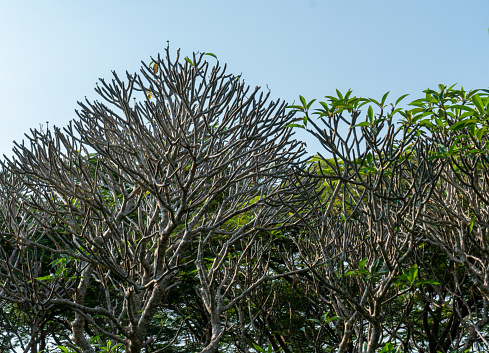 Gorgeous mahogany trunk, Swietenia macrophylla, beautiful tree in the forest on a sunny summer day in the Amazon rainforest. Amazonas, nature, biodiversity, environment, ecology, conservation concept.