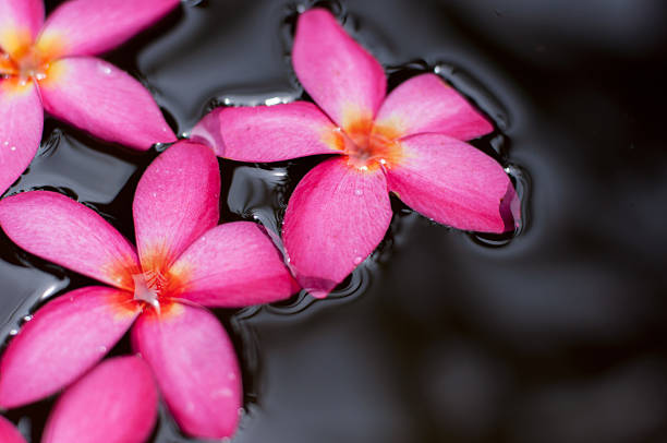 close up of beautiful blooming lotus flower