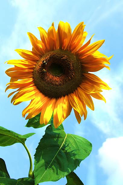 istock beautiful yellow sunflower 181410479
