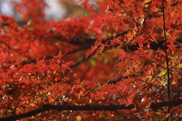 istock autumn leaves in nara 1814111582