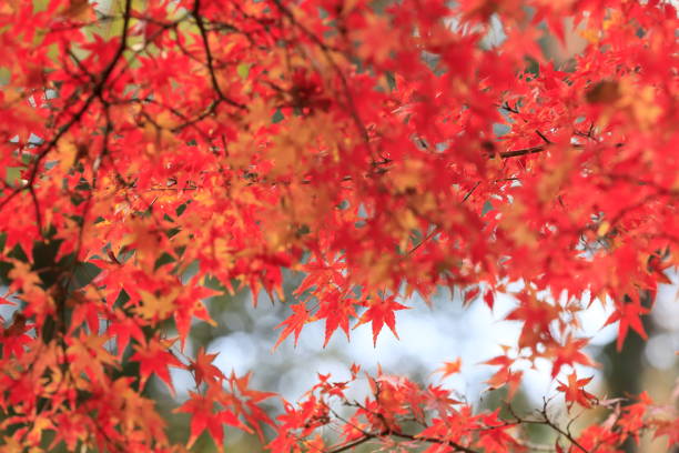 istock autumn leaves in nara 1814111585
