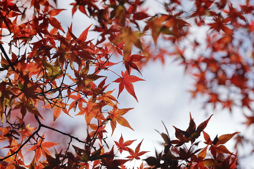 From below, looking up at a Japanese red maple tree in autumn.