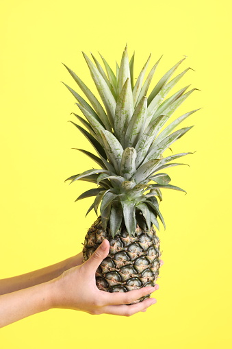 The Asian woman hand holding pineapple in the yellow background.