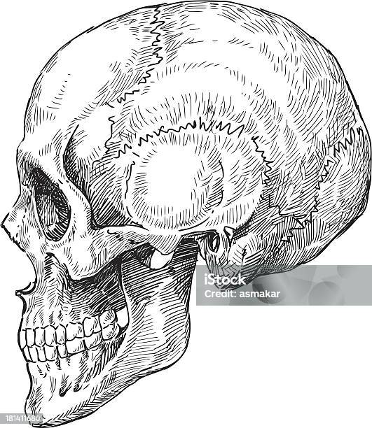 A Pen And Ink Illustration Of A Human Skull Stock Illustration - Download Image Now - Human Skull, Profile View, Anatomy