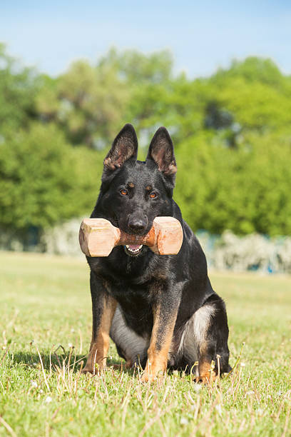 istock German Shepherd Dog on green grass 181411808