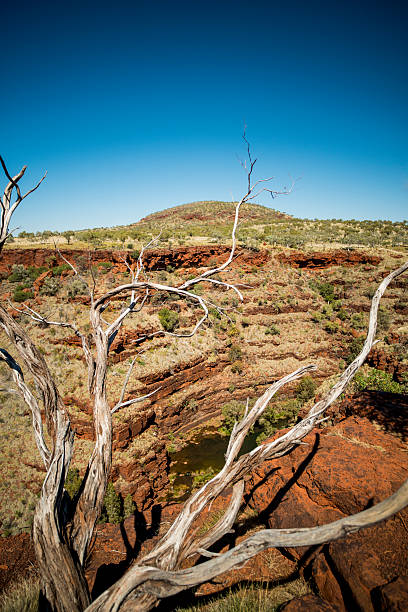 istock Spreading branches dead tree rim Dales Gorge Karijini 181412789
