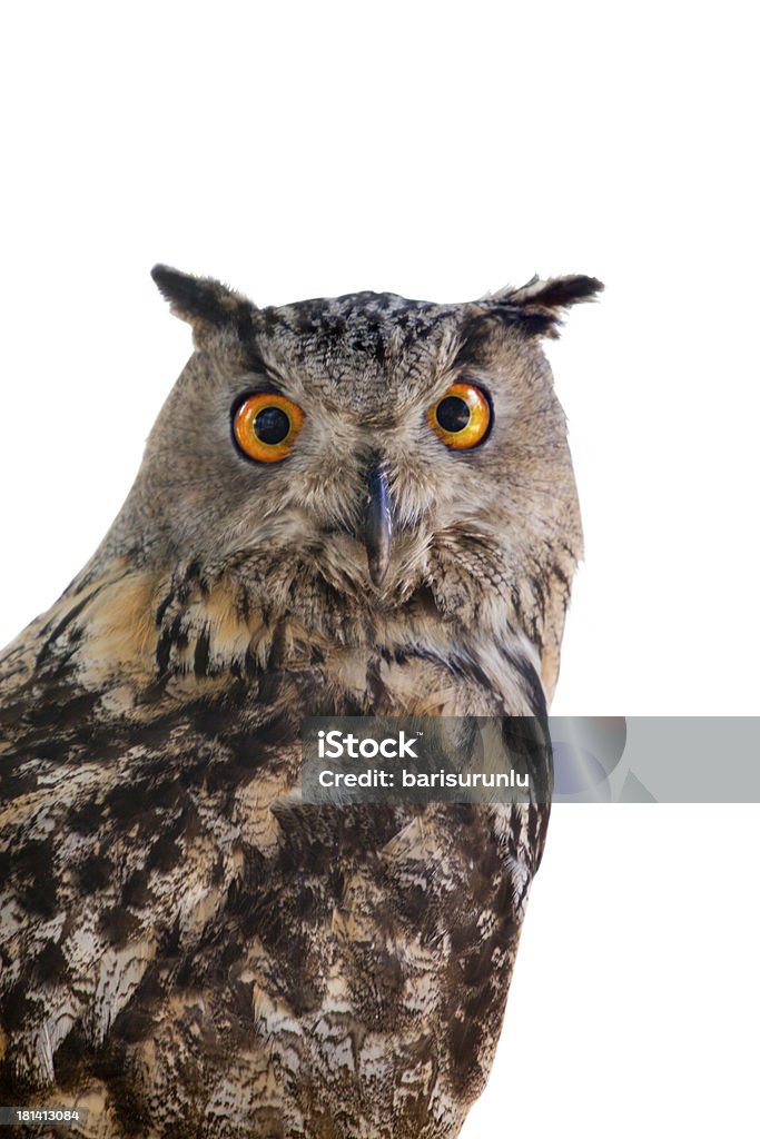 Owl Eurasian eagle owl. Alertness Stock Photo