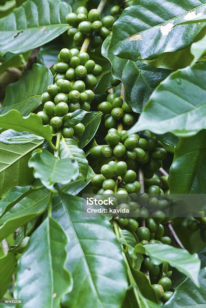 Grãos de café verde crescente do sector. - Royalty-free Arbusto Foto de stock