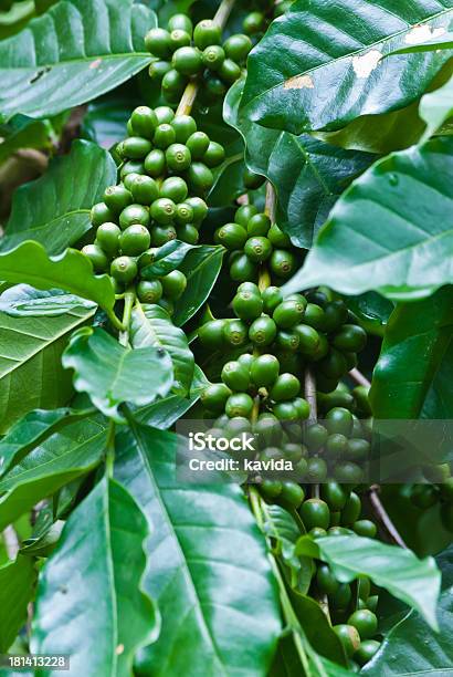Grãos De Café Verde Crescente Do Sector - Fotografias de stock e mais imagens de Arbusto - Arbusto, Bebida, Café - Bebida