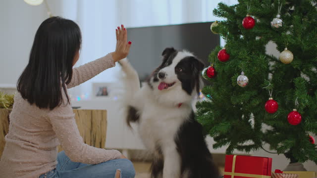Happy woman enjoy playing with dog in christmas time at home. New Year holidays.