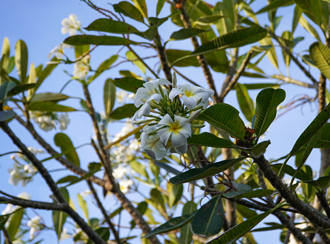 Porcelain tree (Plumeria tree), Ba Ria Vung Tau province