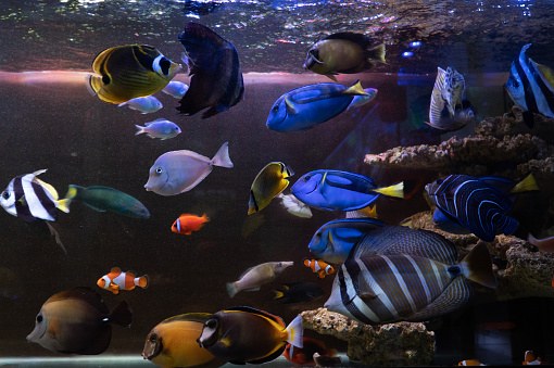 Types of marine fish in coral reefs, brightly colored marine fish species