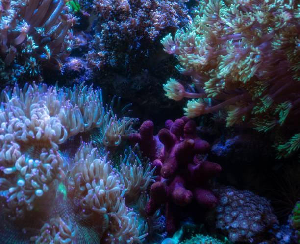 istock Coral reefs are raised in glass aquariums 1814150227