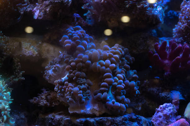 Coral reefs are raised in glass aquariums