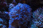 Coral reefs are raised in glass aquariums