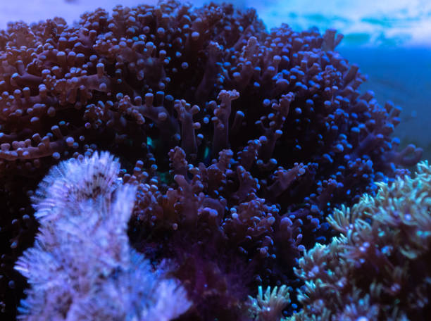istock Coral reefs are raised in glass aquariums 1814150764