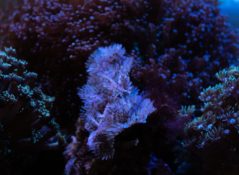 Coral reefs are raised in glass aquariums