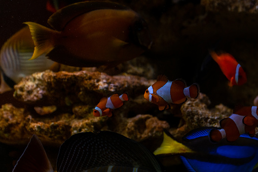 Colorful marine fish are kept in glass aquariums