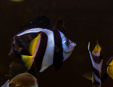Colorful marine fish are kept in glass aquariums
