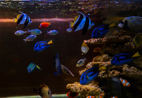 Colorful marine fish are kept in glass aquariums