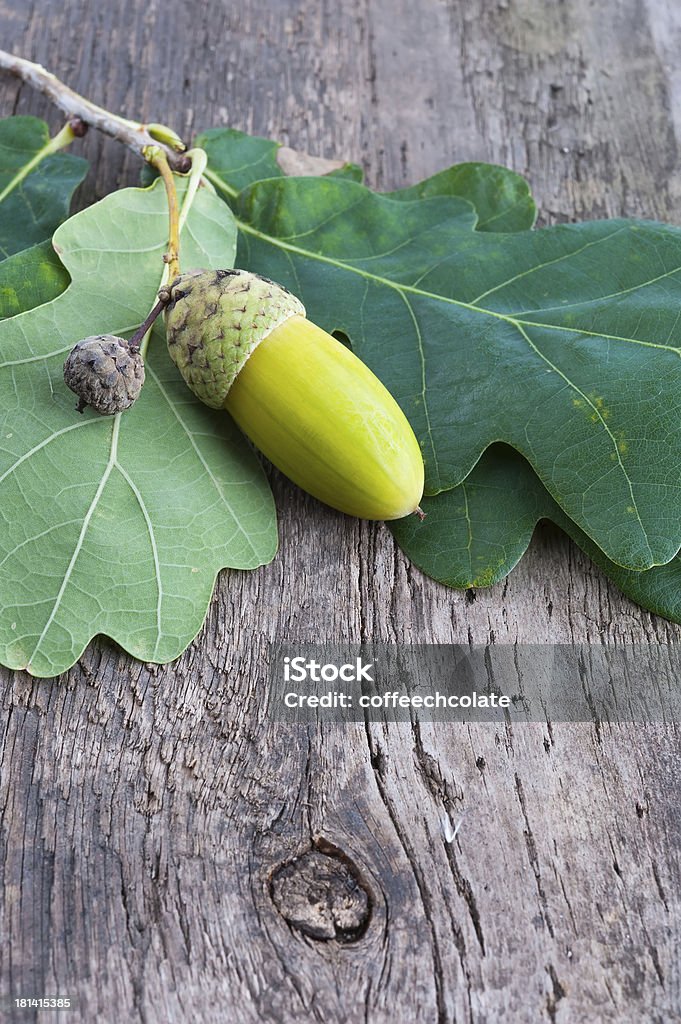 Gland avec une feuille de chêne - Photo de Aliment libre de droits