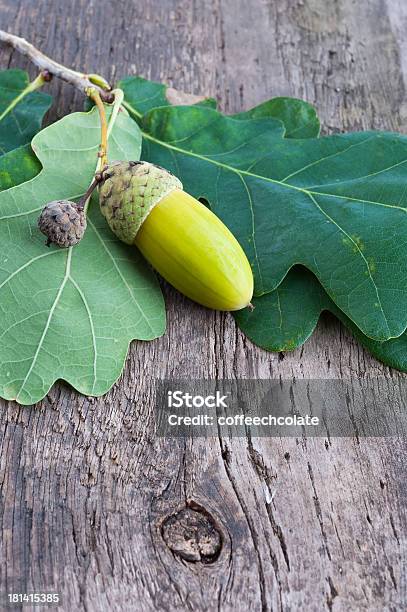 Photo libre de droit de Gland Avec Une Feuille De Chêne banque d'images et plus d'images libres de droit de Aliment - Aliment, Arbre, Automne