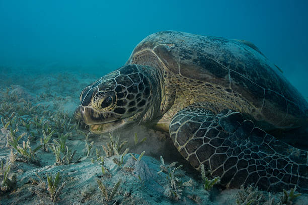 istock green turtle eating seagrass 181415386