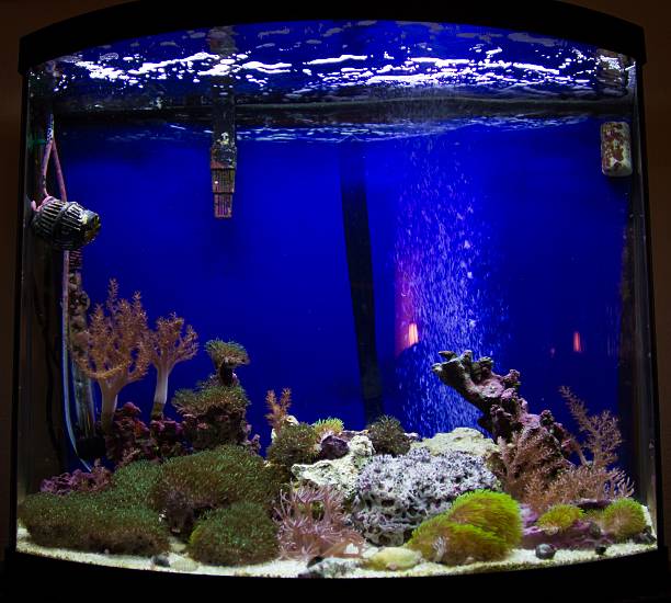 istock Growing coral in aquarium 181415918