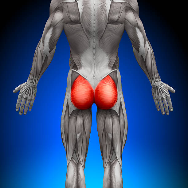 Gluteus Maximus - Anatomy Muscles Gluteus Maximus - Anatomy Muscles decade stock pictures, royalty-free photos & images