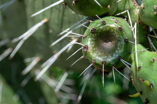 shot of a cactus