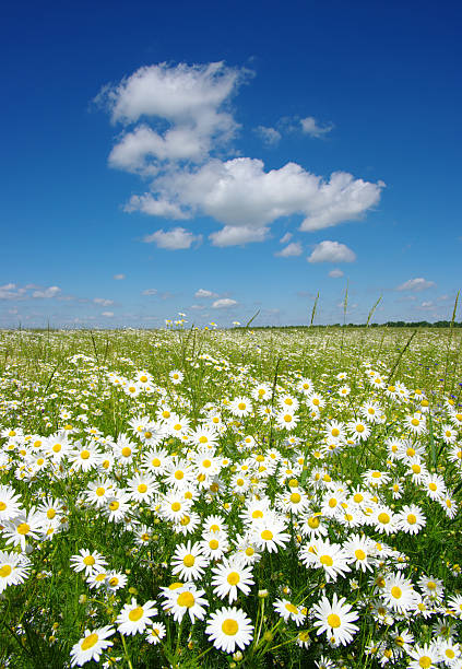 istock field of camomiles 181419055