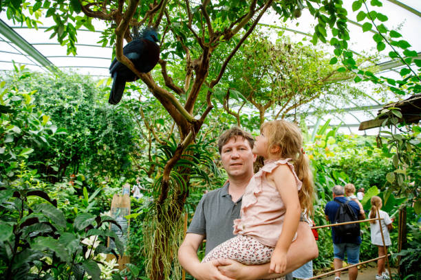 Father with small daughter, cute preschool girl watching birds. Happy family, man and little child in birds observatory, looking on western crowned pigeon bird. Family weekend activity Father with small daughter, cute preschool girl watching birds. Happy family, man and little child in birds observatory, looking on western crowned pigeon bird. Family weekend activity. pigeon family stock pictures, royalty-free photos & images