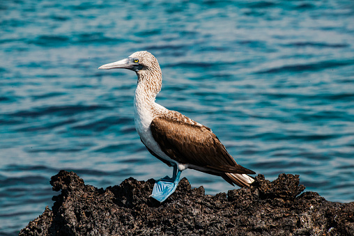 A Blue-footed Booby in Galapagos Islands