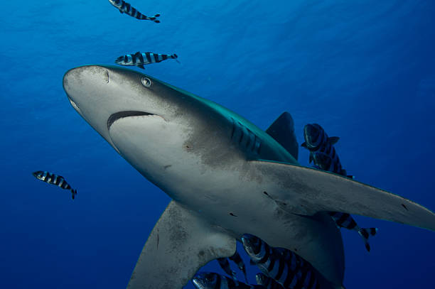 oceanic whitetip shark two third from down with pilotjacks deep sea whitetip shark two-thirds image from below with pilot mackerel pilot fish stock pictures, royalty-free photos & images